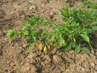 06 Piment